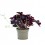 Oxalis triangularis verd (test 12 cm Ø)
