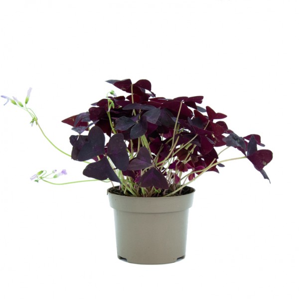 Oxalis Violet Semis 70 Graines Oxalis - Plante Violette - Facile à