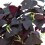 Calluna