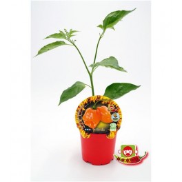 Pimento Habanero Orange (vaso de 10,5 cm Ø)