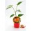 Pimento Habanero Orange (vaso de 10,5 cm Ø)