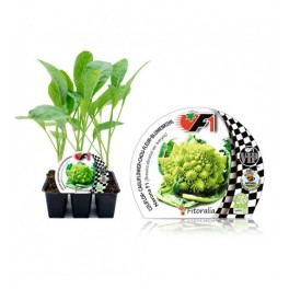 Plantel brócoli Romanescu híbrido (6 unidades)