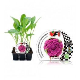 Planter col coliflor morada híbrid (6 unitats)