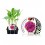 Planter col coliflor morada híbrid (6 unitats)