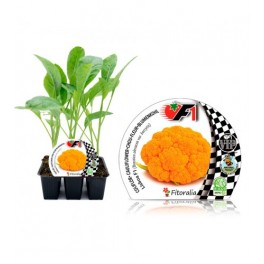 Plantel coliflor naranja híbrida (6 unidades)