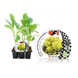 Plantel coliflor verde híbrida (6 unidades)