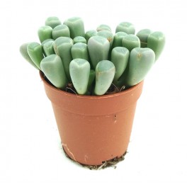 Fenestraria (maceta 5,5 cm Ø)