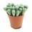 Cactus Haworthia
