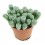 Fenestraria (maceta 5,5 cm Ø)