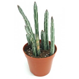 Cactus Haworthia
