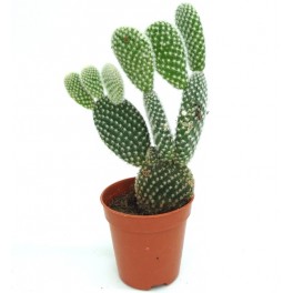 Opuntia microdasys 'Albispina' (vaso 5,5 cm ø)