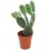 Opuntia microdasys 'Albispina' (vaso 5,5 cm ø)