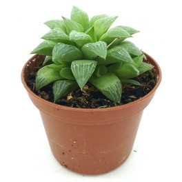 Haworthia Mirabilis (vaso 7,5 cm ø)