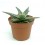 Aloe Vitro (test 8,5 cm ø)