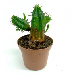 Euphorbia aggregata (maceta 7,5 cm ø)