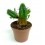 Cactus Haworthia