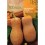 Semente de abóbora butternut rugosa