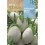 Semilla berenjena blanca White egg
