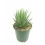 Cactus Euphorbia (test 12 cm ø)