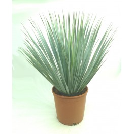 Yuca rostrata (maceta 19 cm ø)