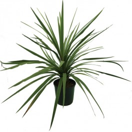 Cordyline Indivisa (pot 17 cm ø)