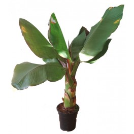 Musa o bananera (test 25 cm ø)