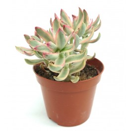 Crassula Springtime (test 5,5 cm Ø)