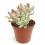 Crassula Springtime (test 5,5 cm Ø)