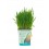 Hierba para gatos y otras mascotas (petgrass) (maceta 13 cm Ø)