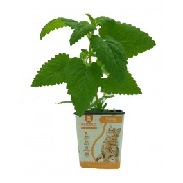 Hierba gatera o nepeta caparia para gatos (catnip) (maceta 13 cm Ø)