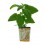 Catnip ou nepeta caparia para gatos (catnip) (vaso 13 cm Ø)