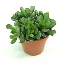Cactus Haworthia