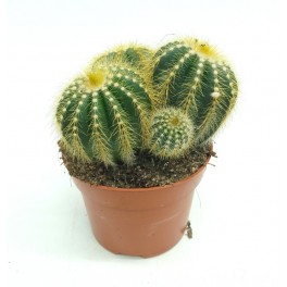 Notocactus Wara (test 12 cm ø)