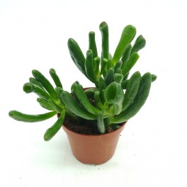 Crassula 'Hobbit' Horntree (vaso 9 cm ø)