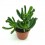 Crassula 'Hobbit' Horntree (vaso 9 cm ø)