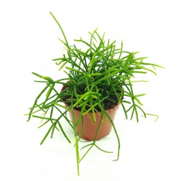 Rhipsalis baccifera Oasis