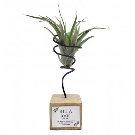 Tillandsia oaxacana