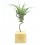 Tillandsias para eventos