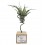 Tillandsias para eventos