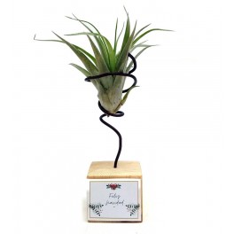Tillandsias para eventos
