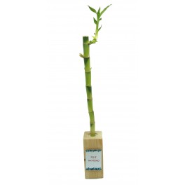 Bambú de la suerte para eventos