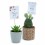 Navidad - Cactus y crasas como regalo para empresas y celebraciones