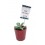 Navidad - Cactus y crasas como regalo para empresas y celebraciones