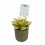 Navidad - Cactus y crasas como regalo para empresas y celebraciones