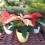 Navidad - Mini ponsetia como regalo para empresas y celebraciones