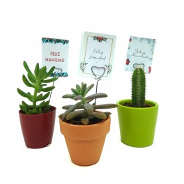 Navidad - Cactus y crasas como regalo para empresas y celebraciones