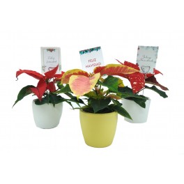 Navidad - Mini ponsetia como regalo para empresas y celebraciones