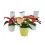Navidad - Mini ponsetia como regalo para empresas y celebraciones