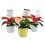 Navidad - Mini ponsetia como regalo para empresas y celebraciones