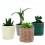Cactus (maceta 5,5 cm ø)